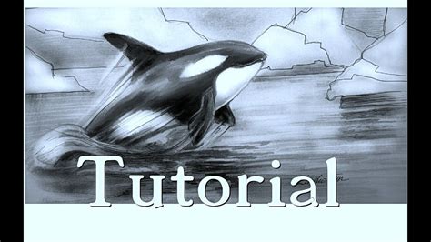 How To Draw An Orca Animal Drawings 26 Tekenen