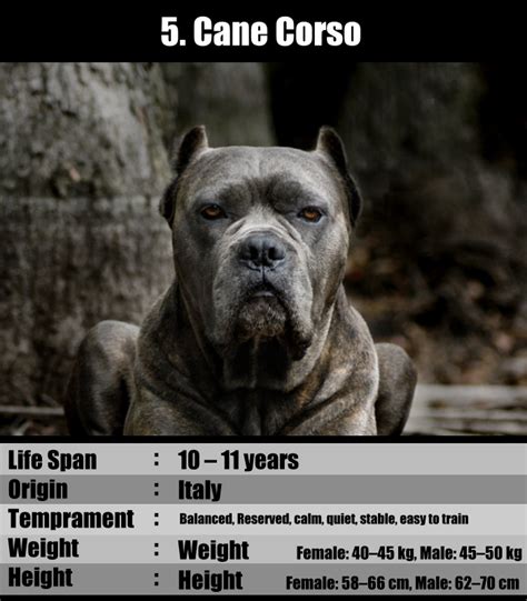 Pin By Cammie Jordan On Cat And Dog Information Cane Corso Dog