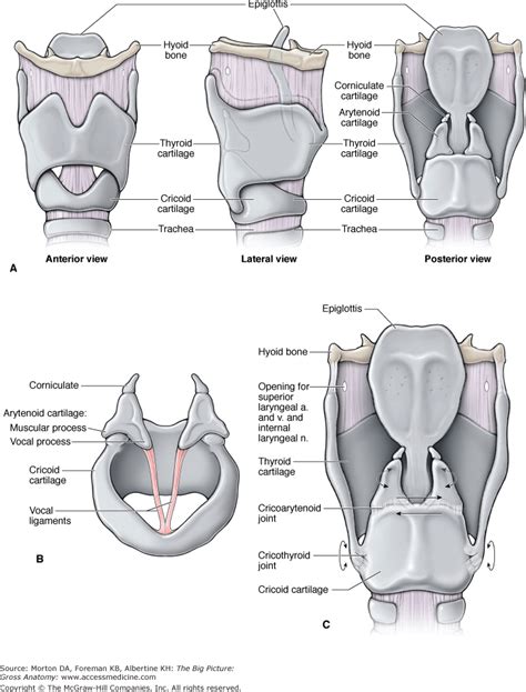 Chapter 28 Larynx The Big Picture Gross Anatomy Accessmedicine