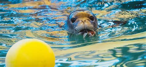 Seal Vs Sea Lion Your Guide To Knowing The Difference The Marine
