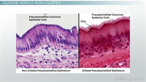 Pseudostratified Columnar Epithelium Location Types And Function