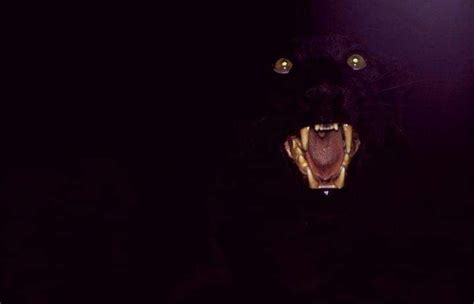 Pin By Rickermine On Animals In 2020 Cat Dark Scary Cat Animal