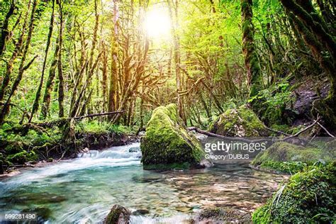 Mossy Boulders Photos And Premium High Res Pictures Getty Images