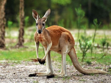 Kangaroo Marsupial Wallpapers Hd Desktop And Mobile Backgrounds