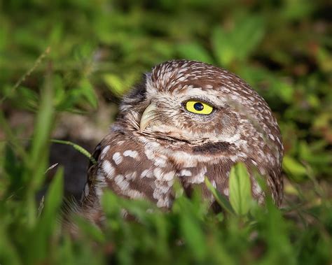 Baby Burrowing Owl Photograph By Mark Andrew Thomas Pixels