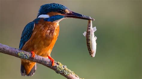 The Kingfisher Eats 24 Times As Much As The Bird So You Will Be Amazed