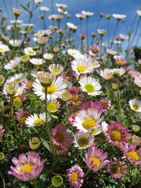 White And Pink Daisy Flowers Field Looking The Sky Stock Image Image