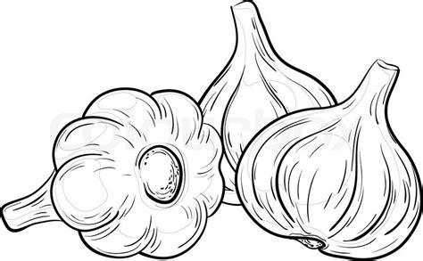 We always allow our visitors to download or insert our clipart on their website or blog with proper attribution and sources. Vegetable, spice, three garlics, vector, monochrome ...