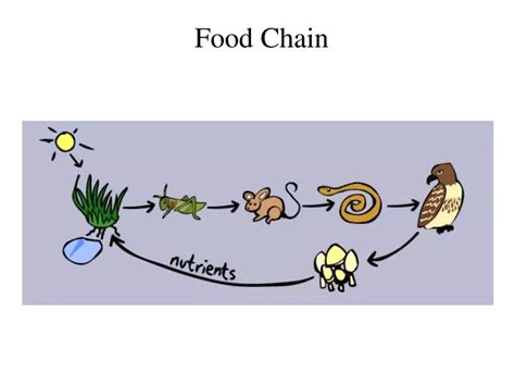 Ppt Food Chain Powerpoint Presentation Free Download Id4973581