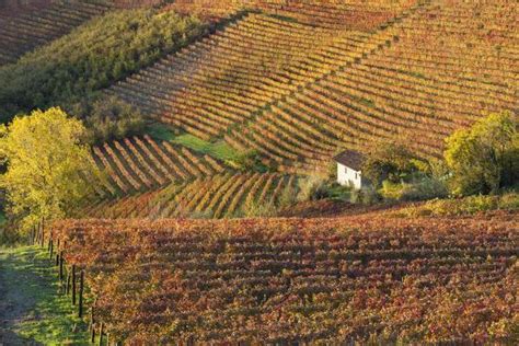 Vineyards Near Alba Langhe Piedmont Italy Photographic Print
