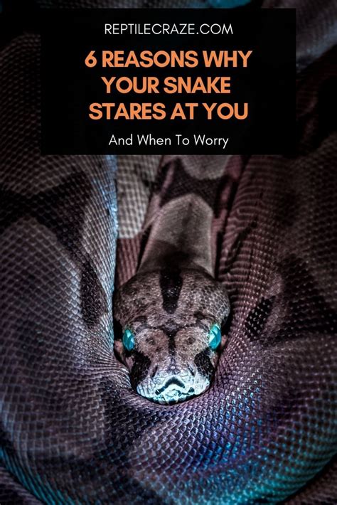 6 Reasons Why Your Snake Stares At You Reptile Craze