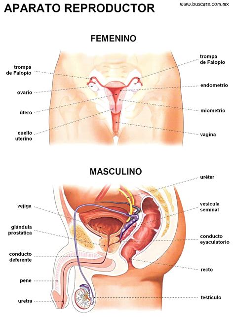 Aparato Reproductor Femenino Y Masculino Diagrama Etiquetado Porn Sex