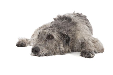 Irish Wolfhound Dogs Breed Information Omlet