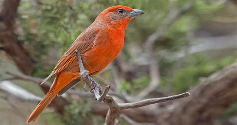 Hepatic Tanager Identification All About Birds Cornell Lab Of Ornithology
