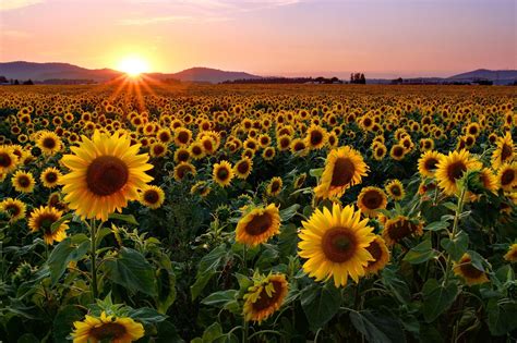 sunflower wallpaper desktop  pictures