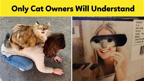 situations that only cat owners can truly understand youtube