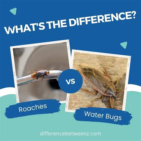 Difference Between Roaches And Water Bugs Difference Betweenz