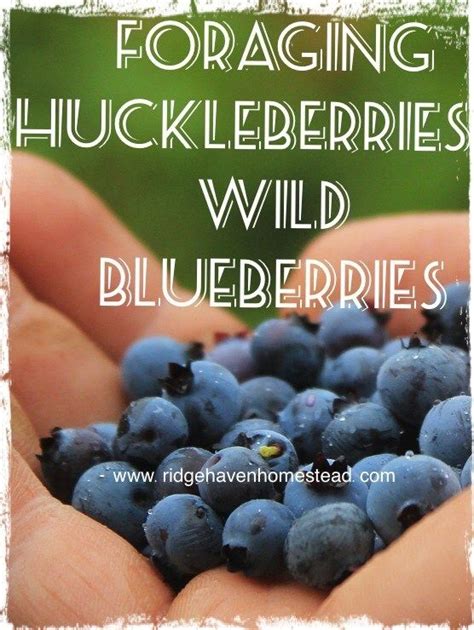 Foraging Huckleberries And Wild Blueberries Ridge Haven Homestead