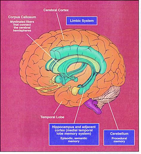 Limbic System Cerebral Cortex Corpus Callosum