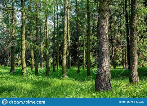 Forest Area With Pine Tree Trunks Illuminated By Sunlight Stock Photo