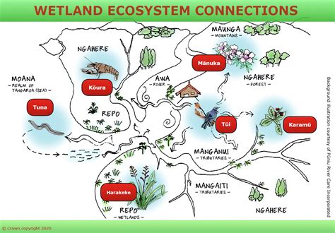 Wetland Ecosystem Connections — Science Learning Hub