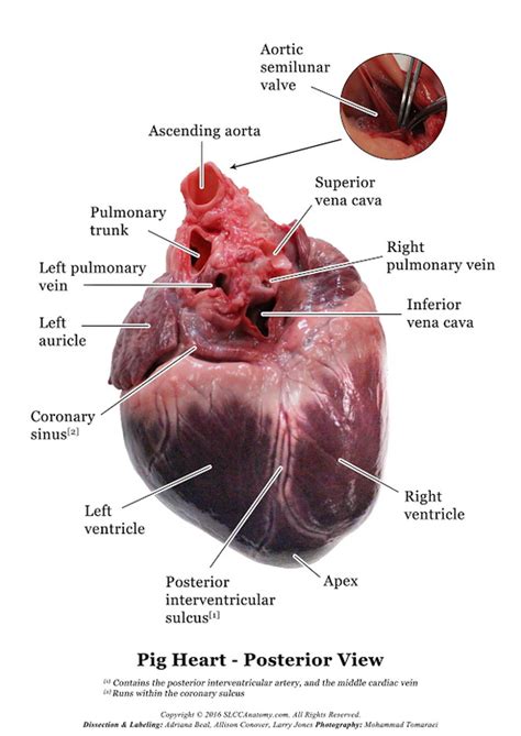 Pig Heart Slcc Anatomy