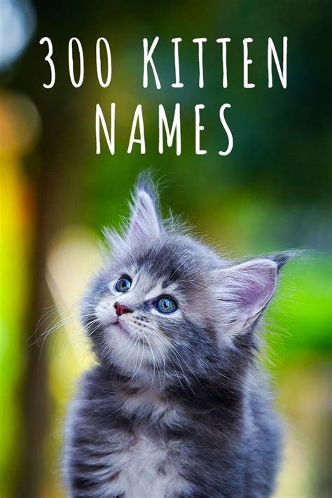 Pin On Cat Name Ideas