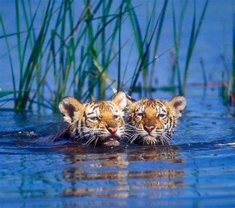 Beautiful Tiger Cubs Enjoying Love Moments Beautiful Mother Nature