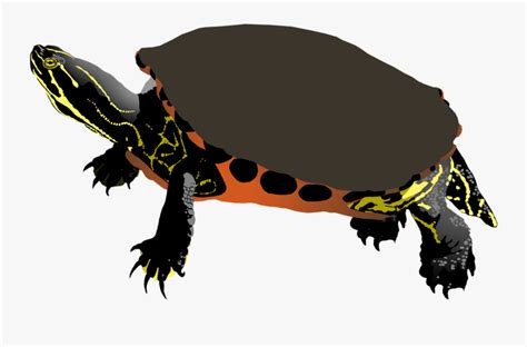 Clipart Turtle Spotted Turtle Free Painted Turtle Clip Art Free
