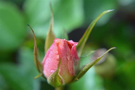 Pink Rosebud Closeup Photograph By Aimee L Maher Alm Gallery Fine Art