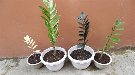 My 4 Varieties Of Zz Plants Zanzibar Gem In My Collection White