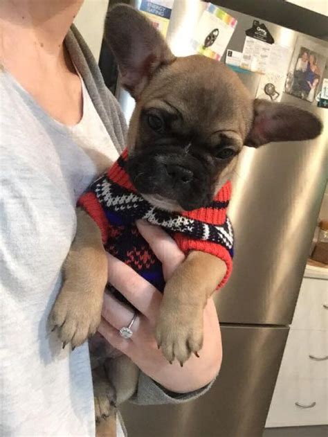 They adoption fee for each puppy is affordable compared to the high prices you will get from other commercial breeders. French bulldog Breeders near Me love to perch on couches ...
