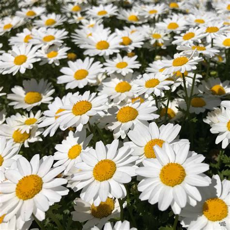 Marguerite Daisy — Green Acres Nursery And Supply