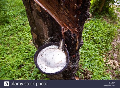We did not find results for: Indian Rubber Tree, Rubber Plant (Ficus elastica), gum ...