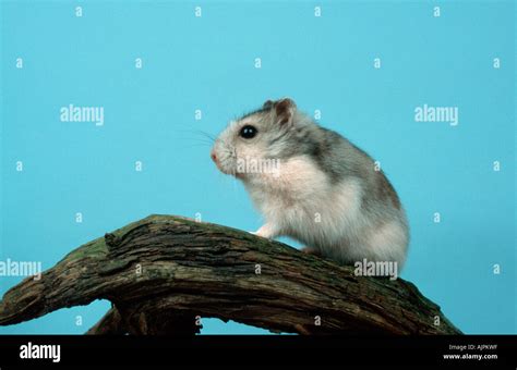 Dwarf Hamster Phodopus Sungorus Siberian Hamster Russian Hamster Stock