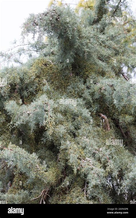 Cupressus Arizonica ‘raywoods Weeping Arizona Cypress Tree Stock