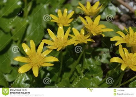 Wild Yellow Spring Flowers Stock Photo Image Of