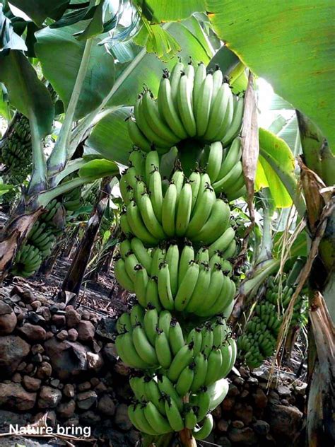 Growing Banana Tree In Containers How To Grow Banana Plant Musa