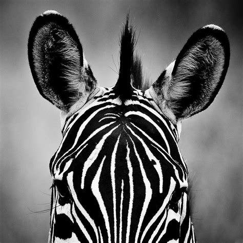 Laurent Baheux Wildlife In Black And White Wild Africa
