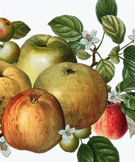 Vintage Apples Botanical Art Print Rustic Kitchen Home Decor Etsy
