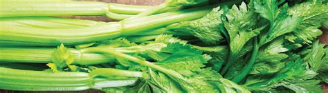 Celery From Seeds To Harvest Urban Farmer Seeds