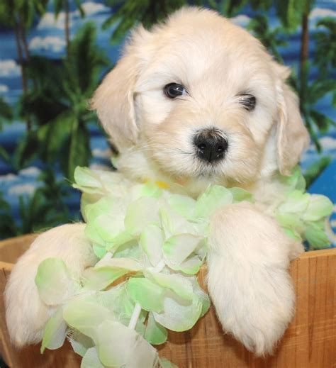 Goldendoodle puppies, mini, goldendoodle breeders & rescue, owners guide, prices, adults i will be providing this book to all the families acquiring a goldendoodle puppy from me. Goldendoodle Puppy Colors by Moss Creek Goldendoodles in ...