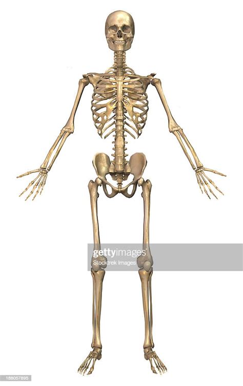 Human Skeletal System Front View High Res Vector Graphic Getty Images