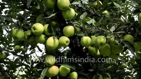 Famous Apple Orchards Of Kashmir In India Youtube