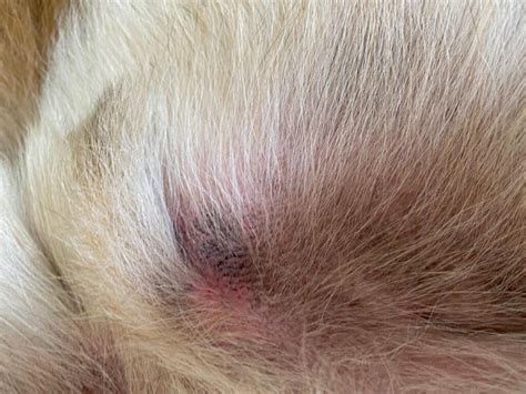 Red Flaky Itchy Bumps Around Dogs Groin Images