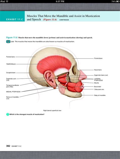 Principles Of Anatomy And Physiology Chapter 11 The Muscular System