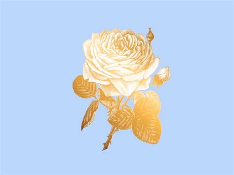 The Flower By Laura Lonni On Dribbble