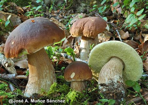 Boletus Edulis Sociedad Micológica Barakaldo