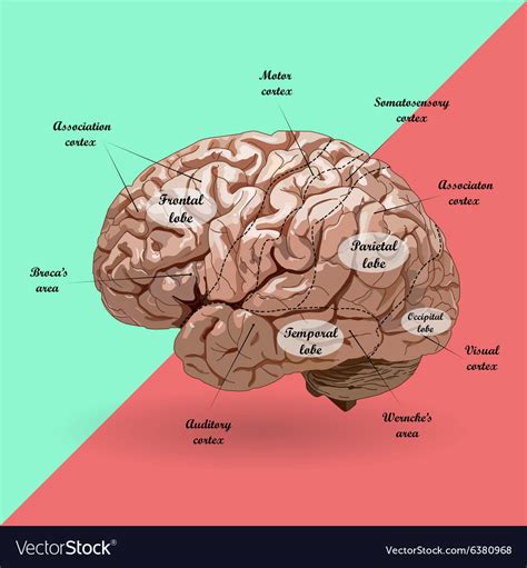 Realistic Human Brain Scheme Royalty Free Vector Image