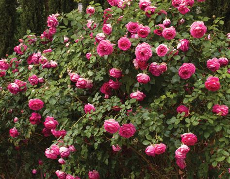 Pretty In Pink Eden Climber Star Roses And Plants